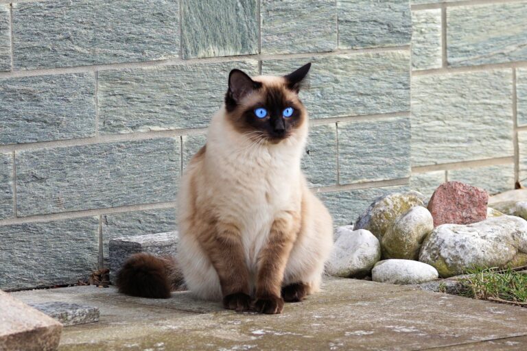 The Majestic Siamese Cat: Personality and Care Guide