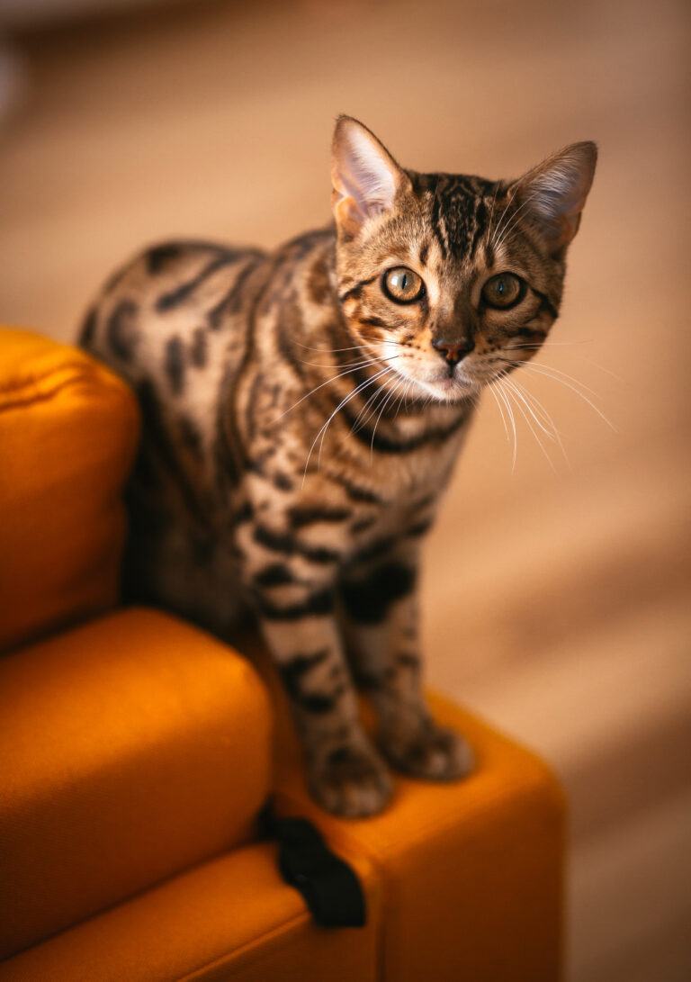 Exploring Bengal Cat Colors: Patterns and Variations